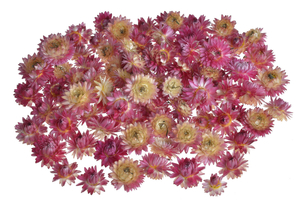 kocanka główka - suszony kwiat 3-5cm, 50g/pacz. różowy  WOL-05KOL_PK