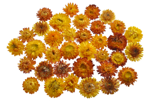 kocanka główka - suszony kwiat 3-5cm, 50g POMARAŃCZOWA WOL-05KOL_OR