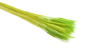 susz naturalny - zboże paczkowane, farbowane 60cm. Jasno zielony  Zboża paczkowane  WOL-11KOL_09