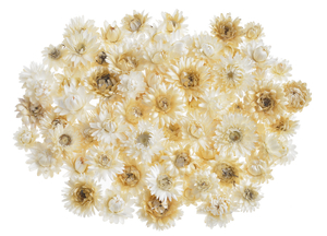 kocanka główka - suszony kwiat | WOL-05WH